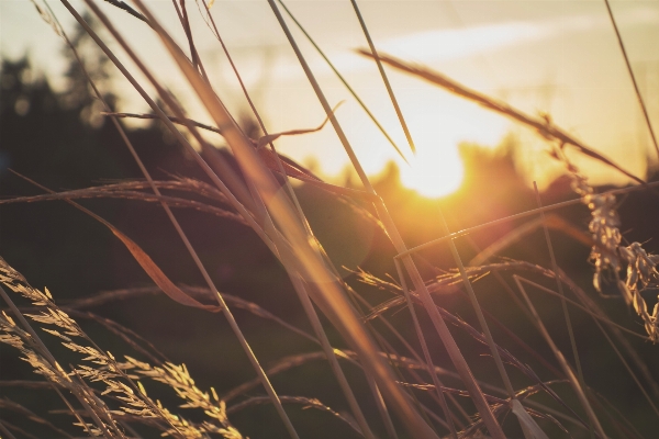 Nature grass branch light Photo