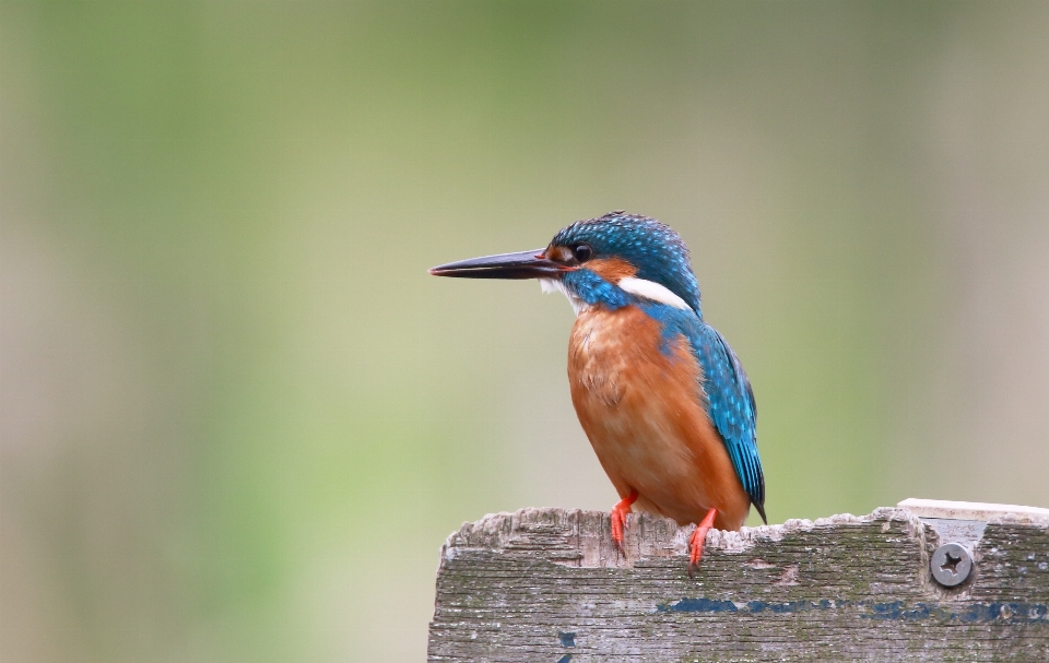 Naturaleza pájaro ala fauna silvestre