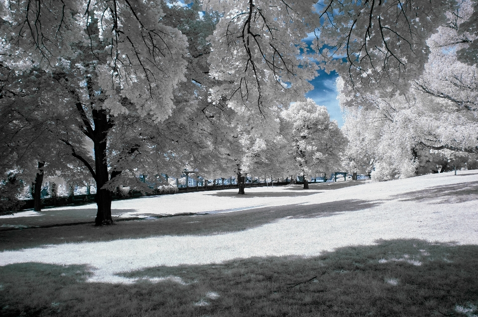 árbol rama nieve invierno