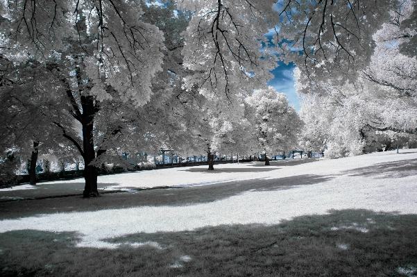 Tree branch snow winter Photo