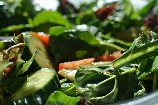 Plant dish food salad Photo