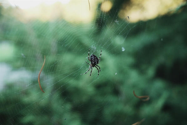 Foto Natureza grama fotografia folha