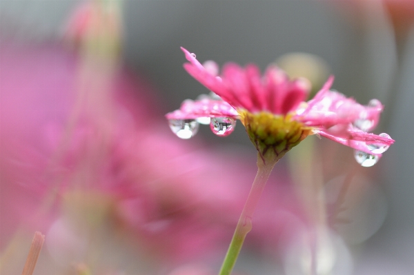 Blossom dew plant photography Photo