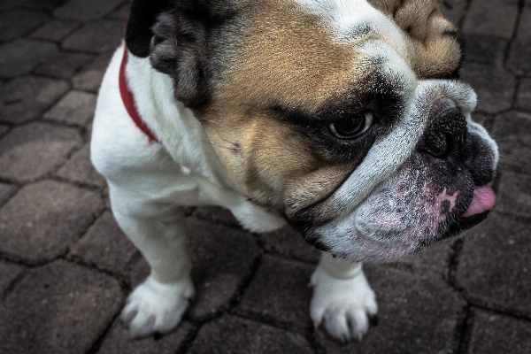 Foto Cane canino
 animale domestico mammifero