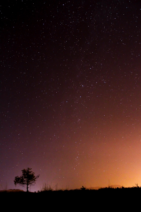 Arbre silhouette ciel nuit