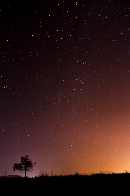 Foto árvore silhueta céu noite