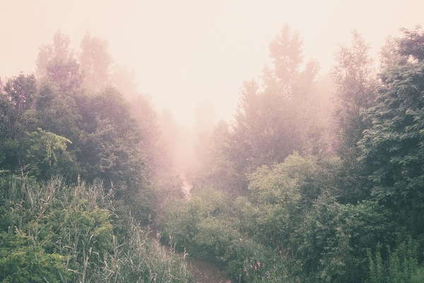 Tree nature forest path Photo