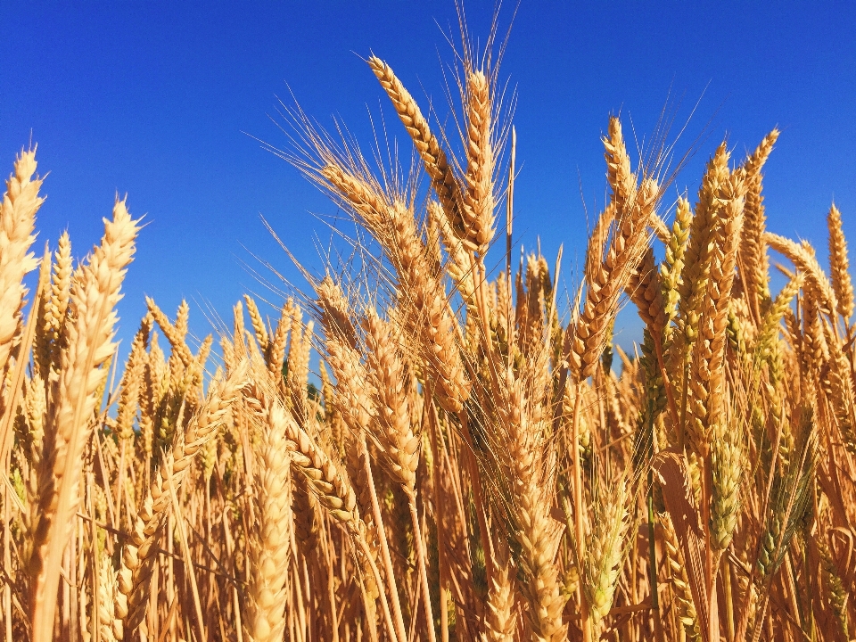 Plant sky field barley