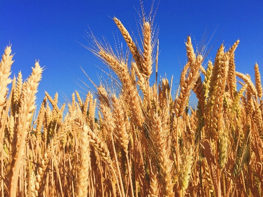 Plant sky field barley Photo