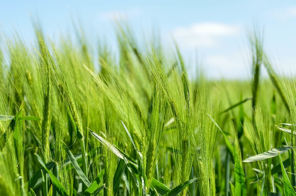 Grass plant field lawn