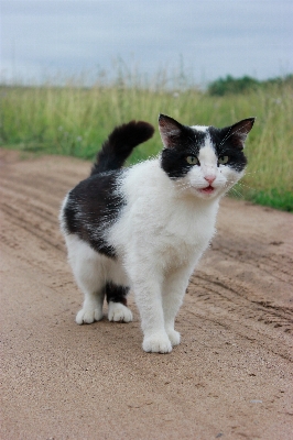 Foto Anak kucing mamalia cambang
