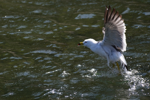 Foto Air burung sayap laut
