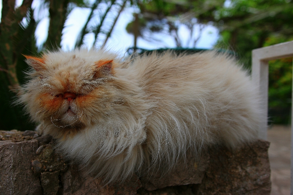 Gatto mammifero fauna basettoni
