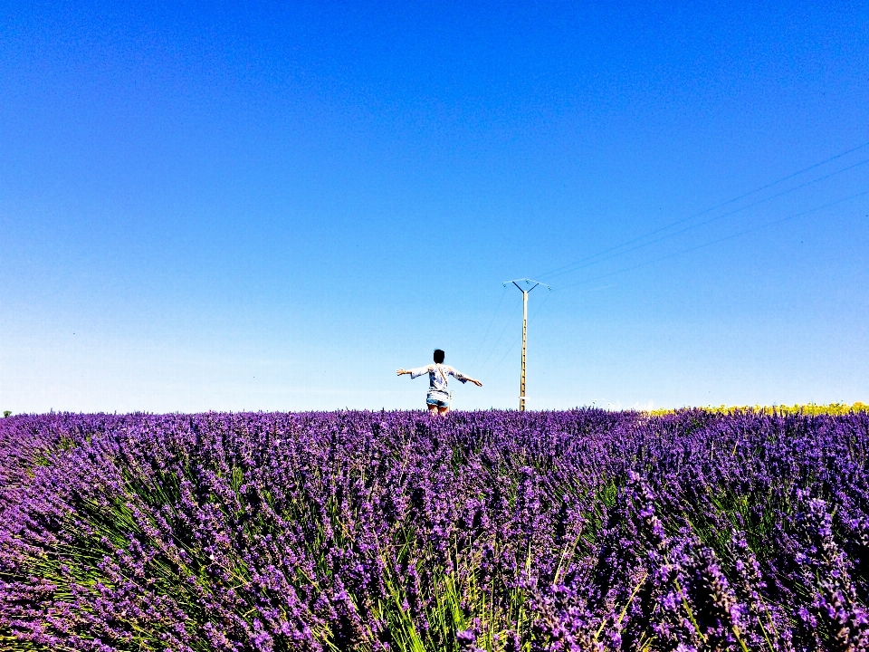 地平線 植物 空 分野