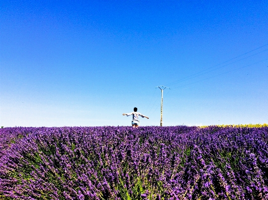 Horizon plant sky field Photo