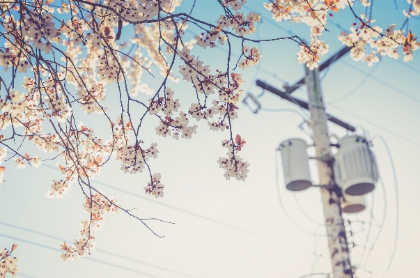 木 ブランチ 花 植物 写真