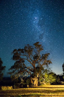 木 空 夜 星 写真