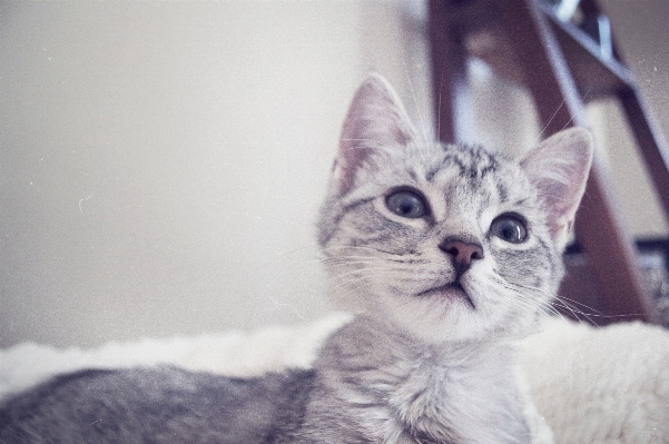 Weiss kätzchen katze säugetier Foto