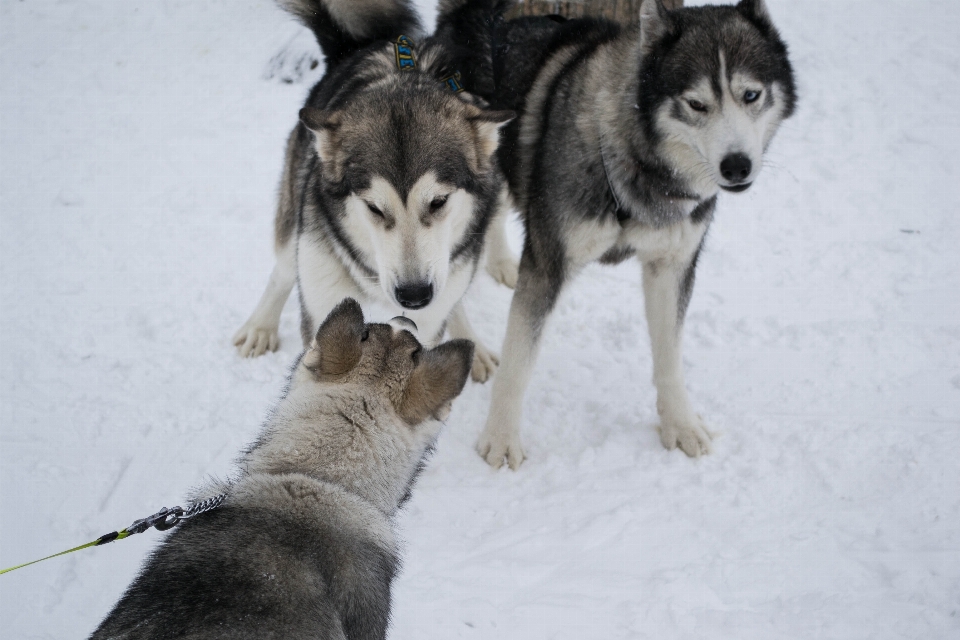 Chien mammifère vertébré
 race de chien
