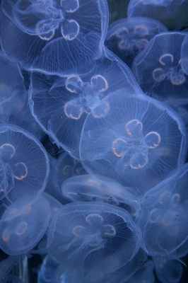 Flower petal underwater biology Photo