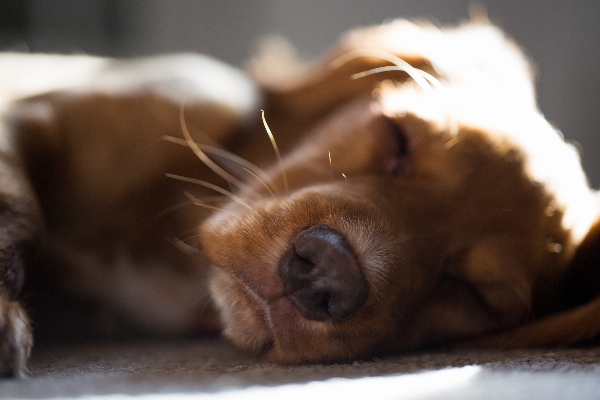 Puppy dog mammal nose Photo