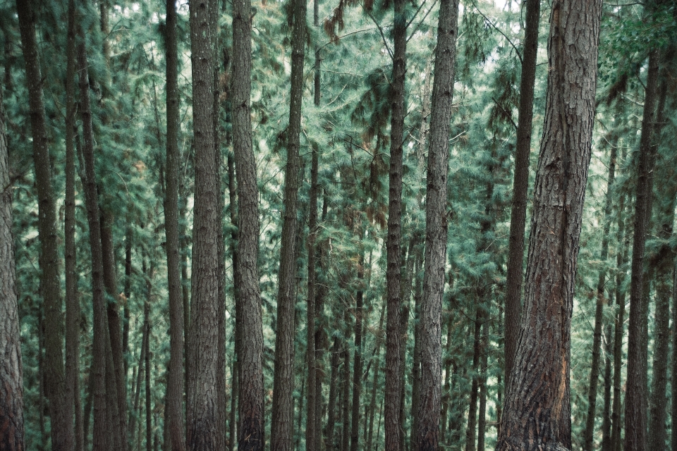 Baum wald zweig anlage