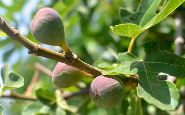 Tree branch blossom plant Photo