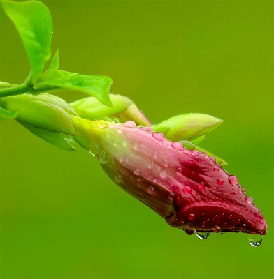 Dew plant stem leaf Photo