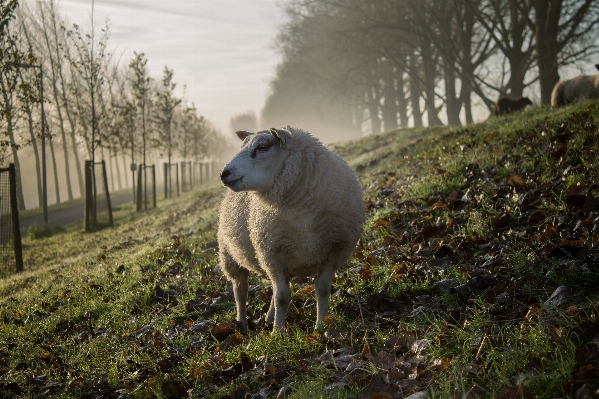 Foto Albero natura erba animale