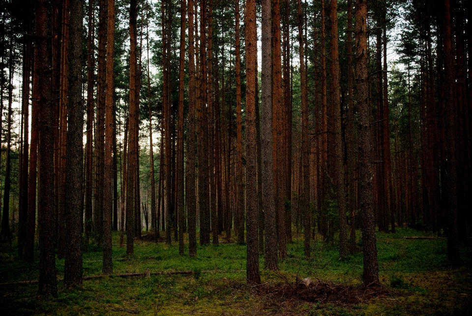 Baum natur wald zweig