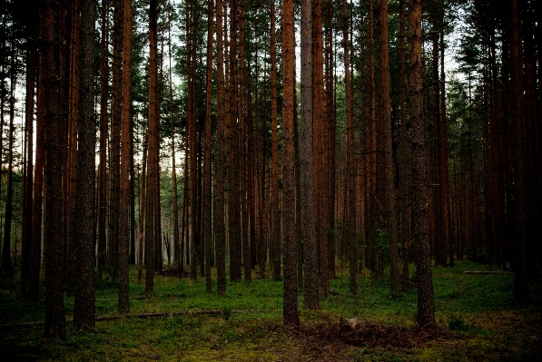 Tree nature forest branch Photo