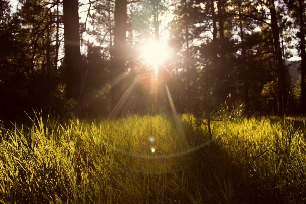 Tree nature forest grass Photo