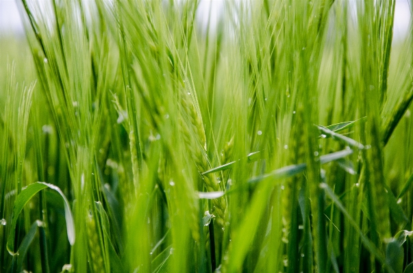 Grass plant field lawn Photo