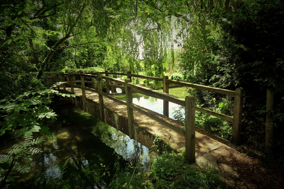 árvore natureza floresta ponte