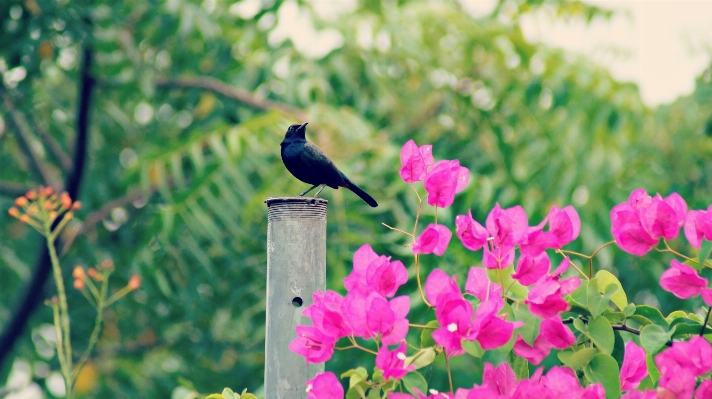 Nature branch blossom bird Photo