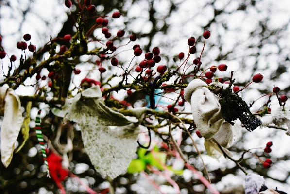 Photo Arbre bifurquer fleurir neige