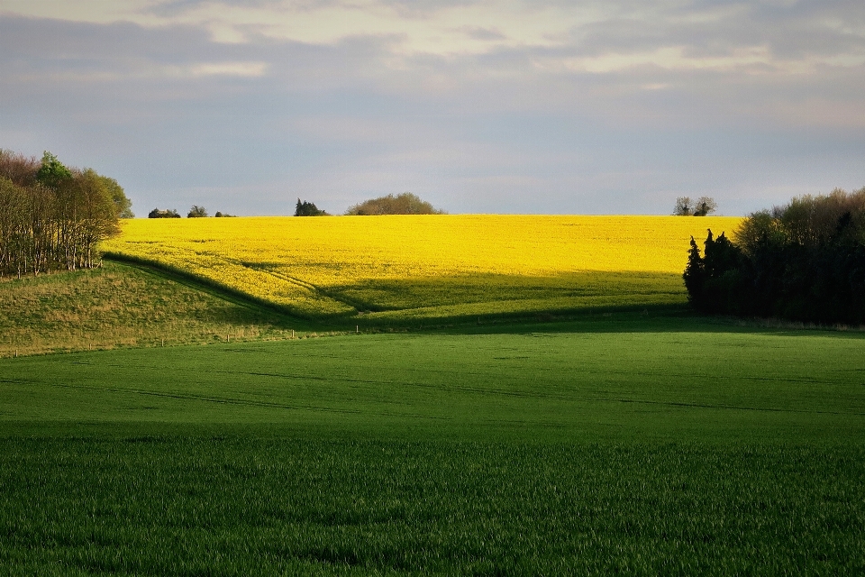 Paysage nature herbe horizon