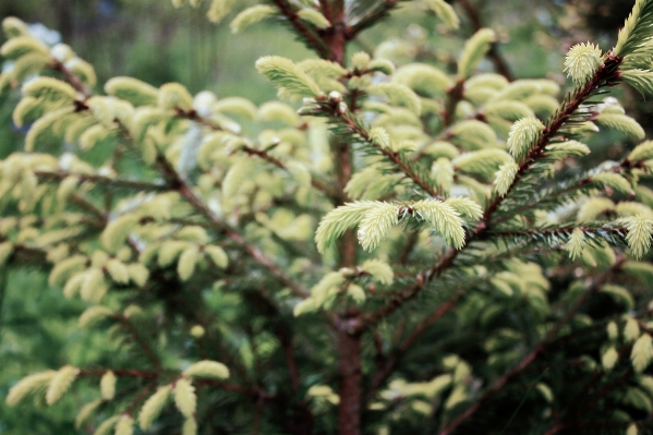 Tree branch plant leaf Photo