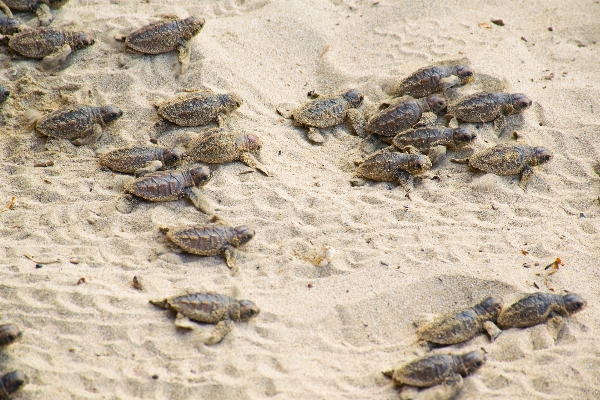 Wildlife sea turtle toad reptile Photo