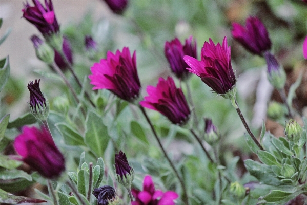 Foto Tanaman padang rumput
 bunga botani
