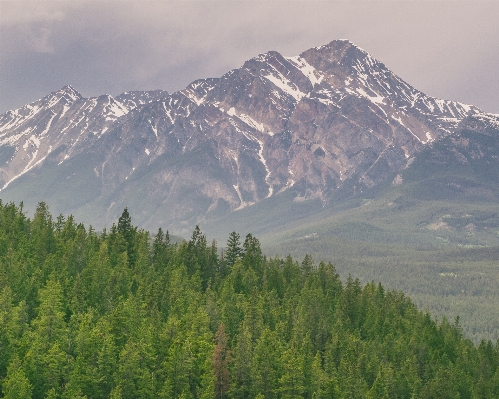 Landscape tree nature forest Photo