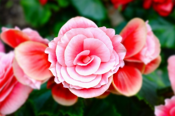 Plant flower petal red Photo