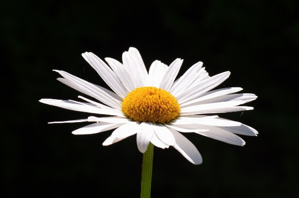 Flower daisy oxeye nature Photo