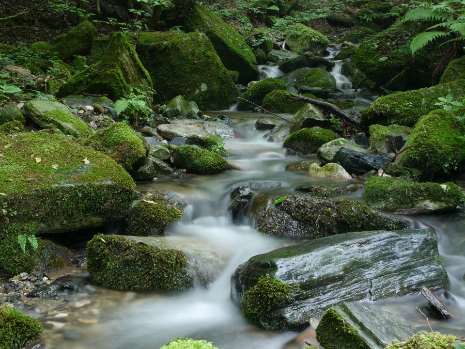 Paisaje agua bosque rock