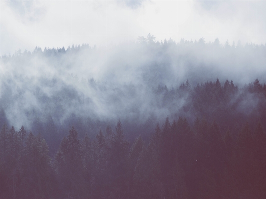 Nature forest mountain snow Photo