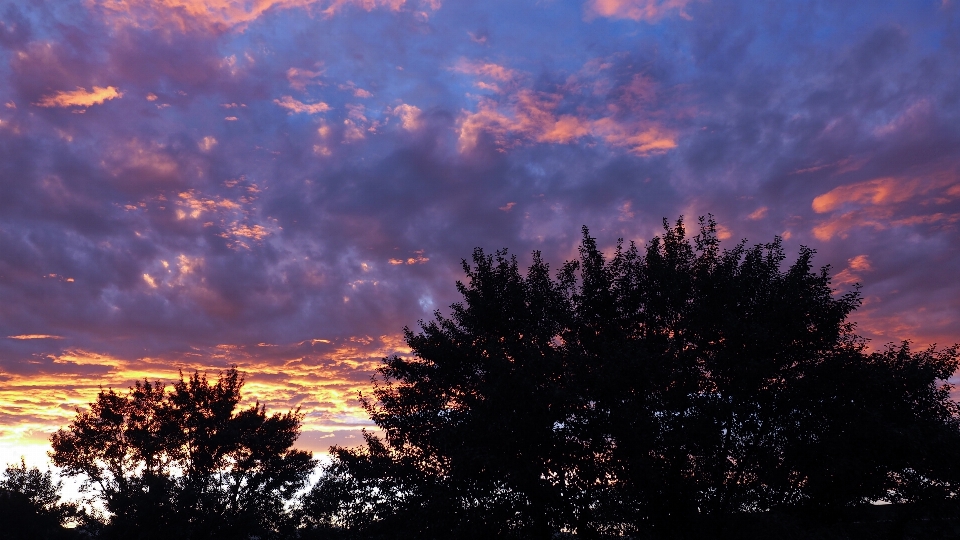 árbol horizonte nube cielo