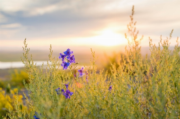 Nature grass horizon plant Photo