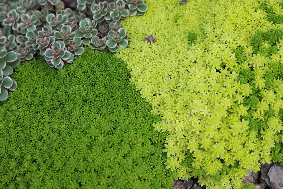 Erba pianta prato foglia