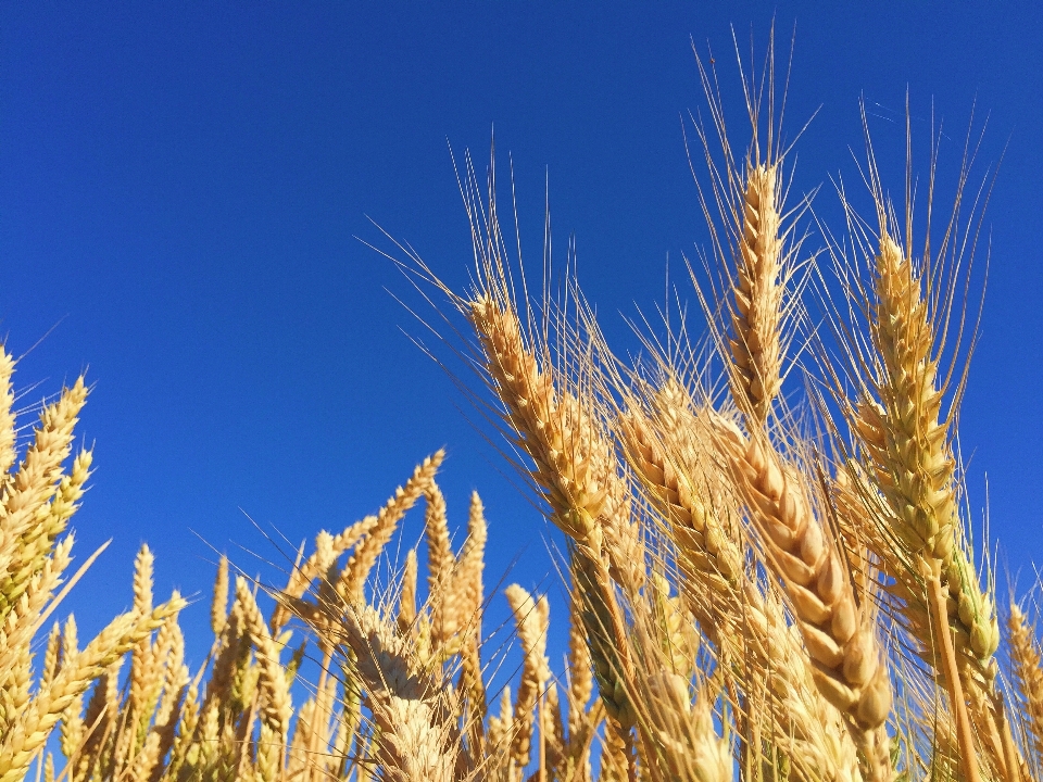 Plant sky field barley