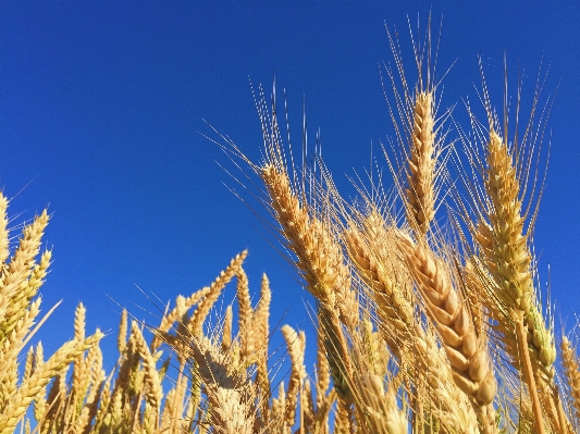 Plant sky field barley Photo